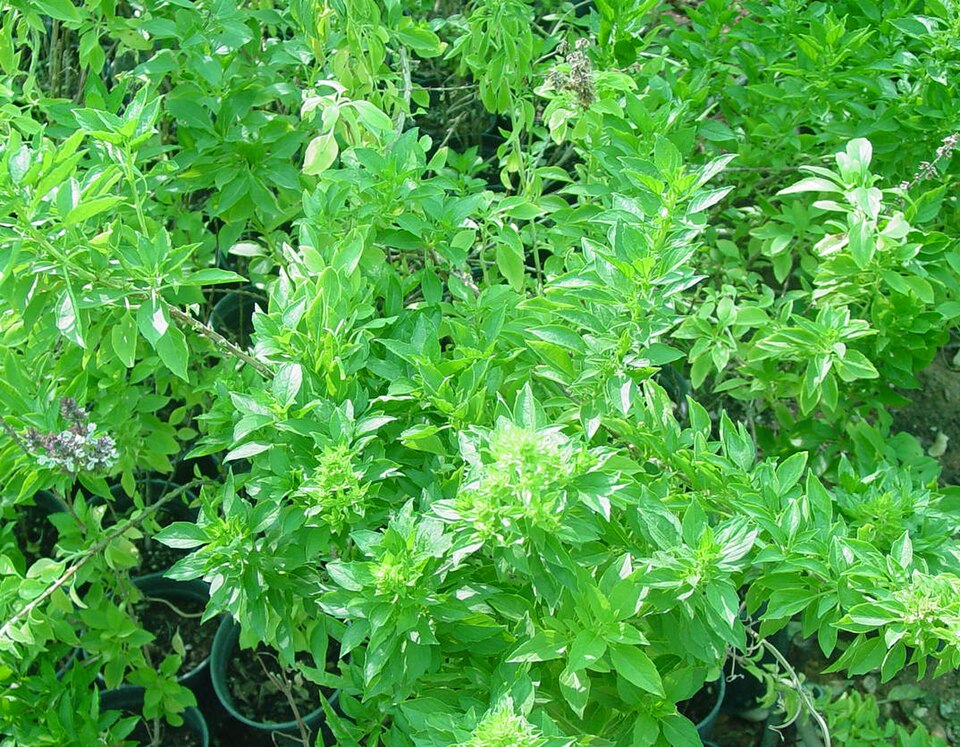 Ocimum tenuiflorum (Holy Basil) (alternate view 9)