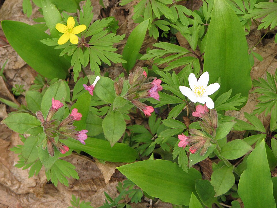 Pulmonaria obscura (Suffolk Lungwort)
