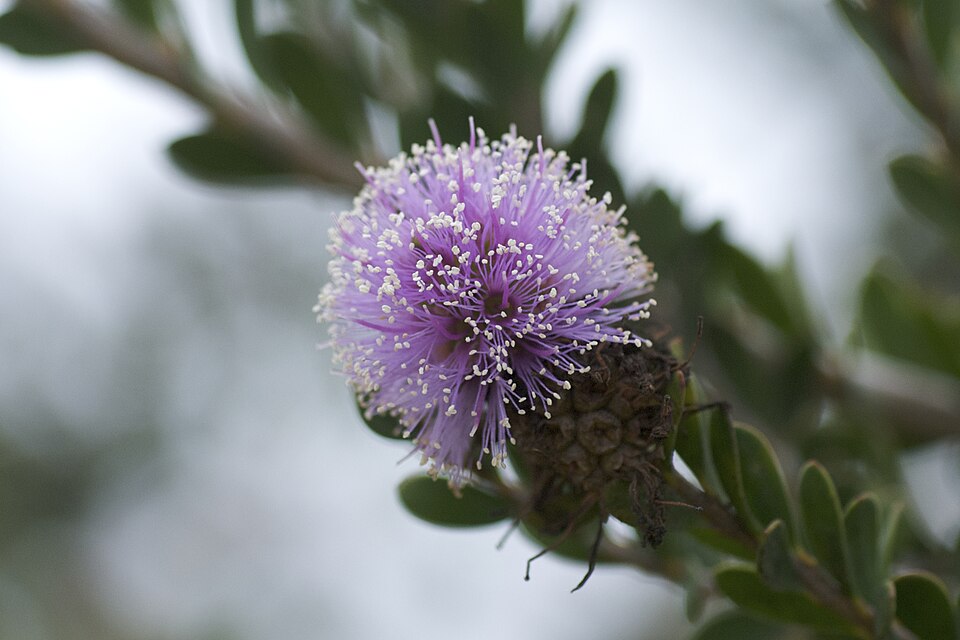 Melaleuca nesophila (Showy Honey-myrtle) (alternate view 8)