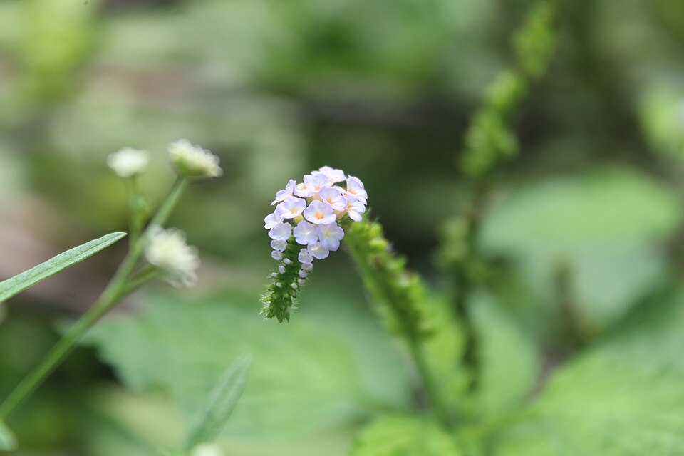 Heliotropium (Heliotropes) (alternate view 4)