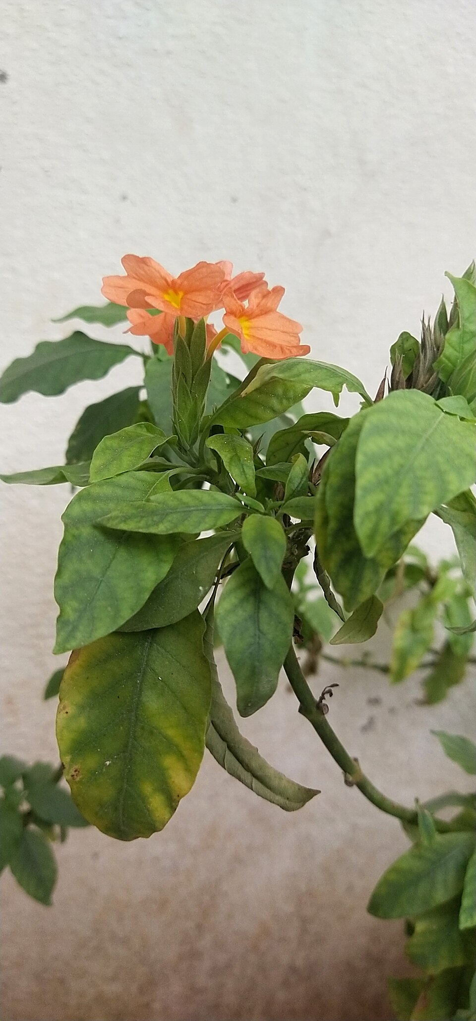 Crossandra (Crossandras) (alternate view 3)