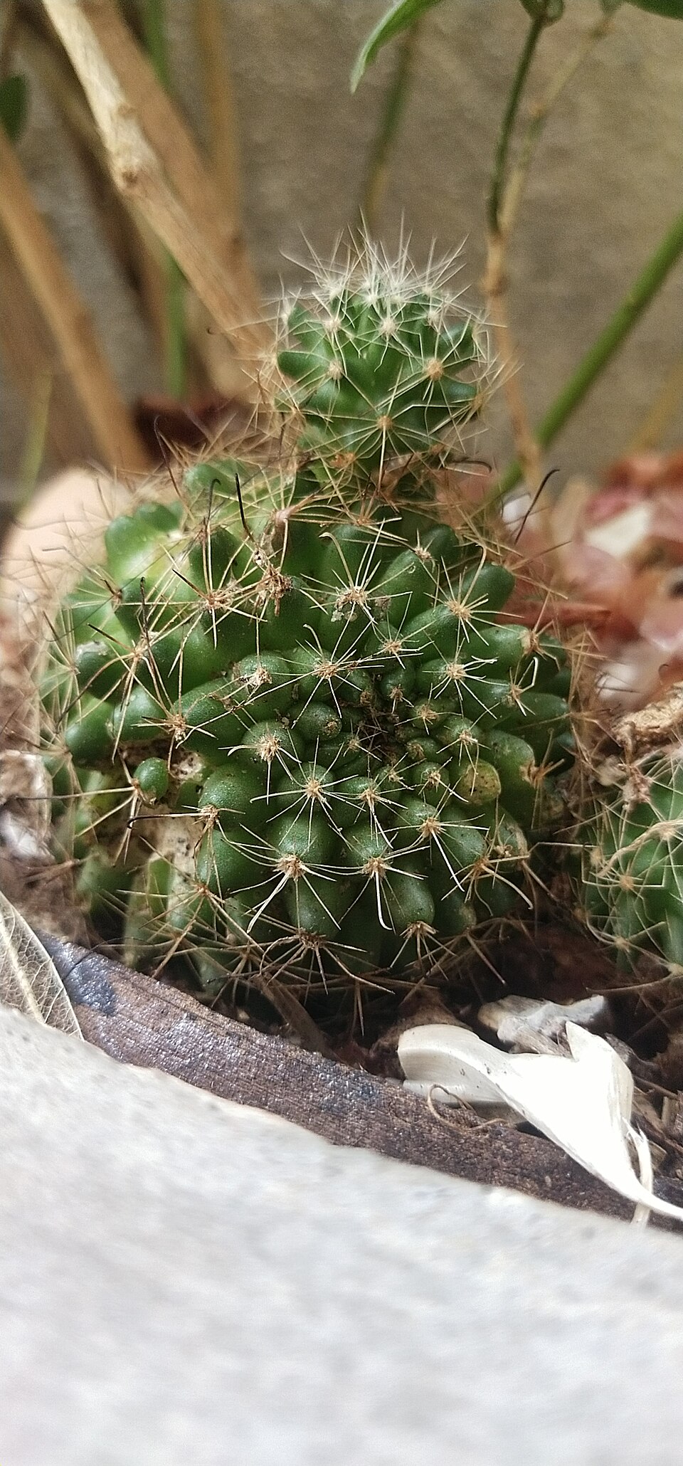 Mammillaria (pincushion cactuses)