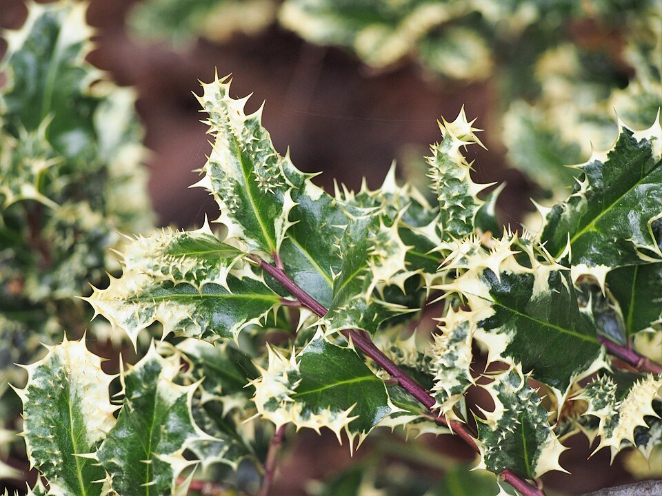 Ilex aquifolium 'Ferox Argentea' (variegated porcupine holly)