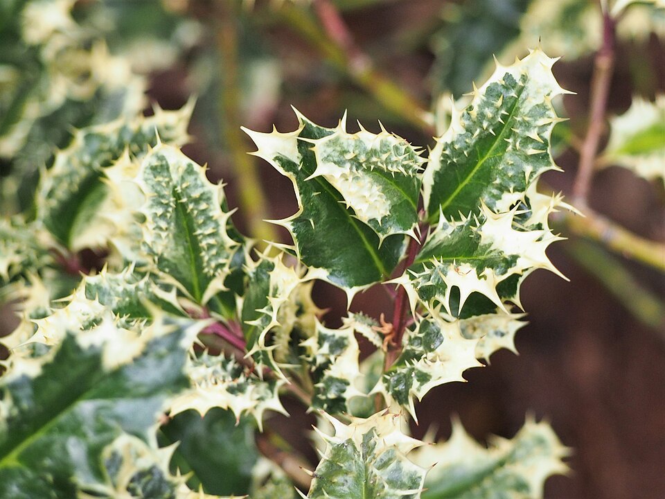 Ilex aquifolium 'Ferox Argentea' (variegated porcupine holly) (alternate view 2)