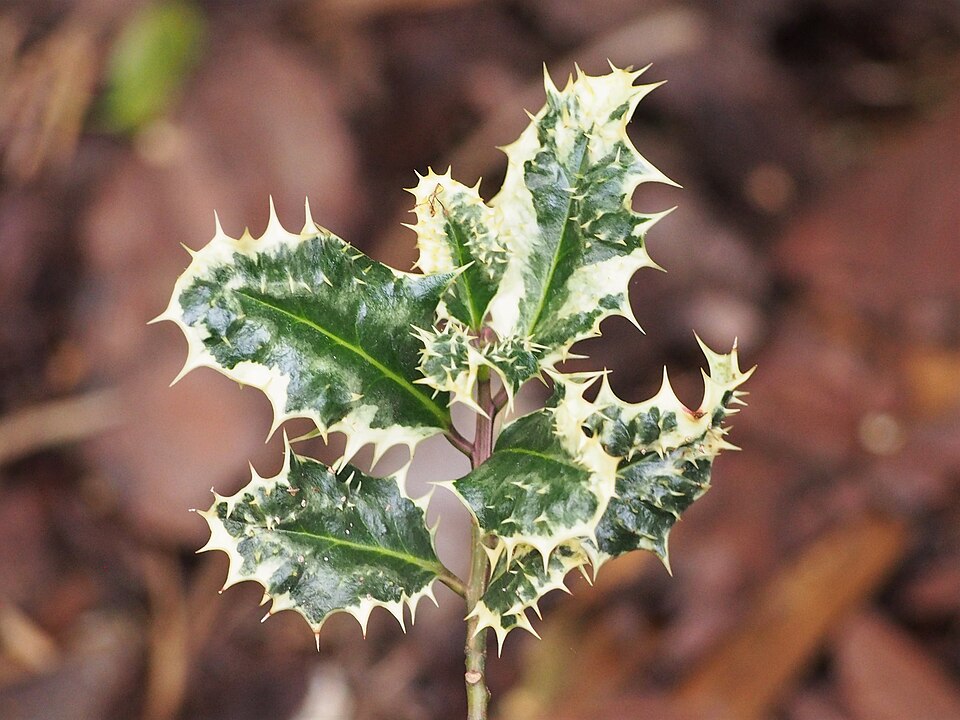 Ilex aquifolium 'Ferox Argentea' (variegated porcupine holly) (alternate view 3)