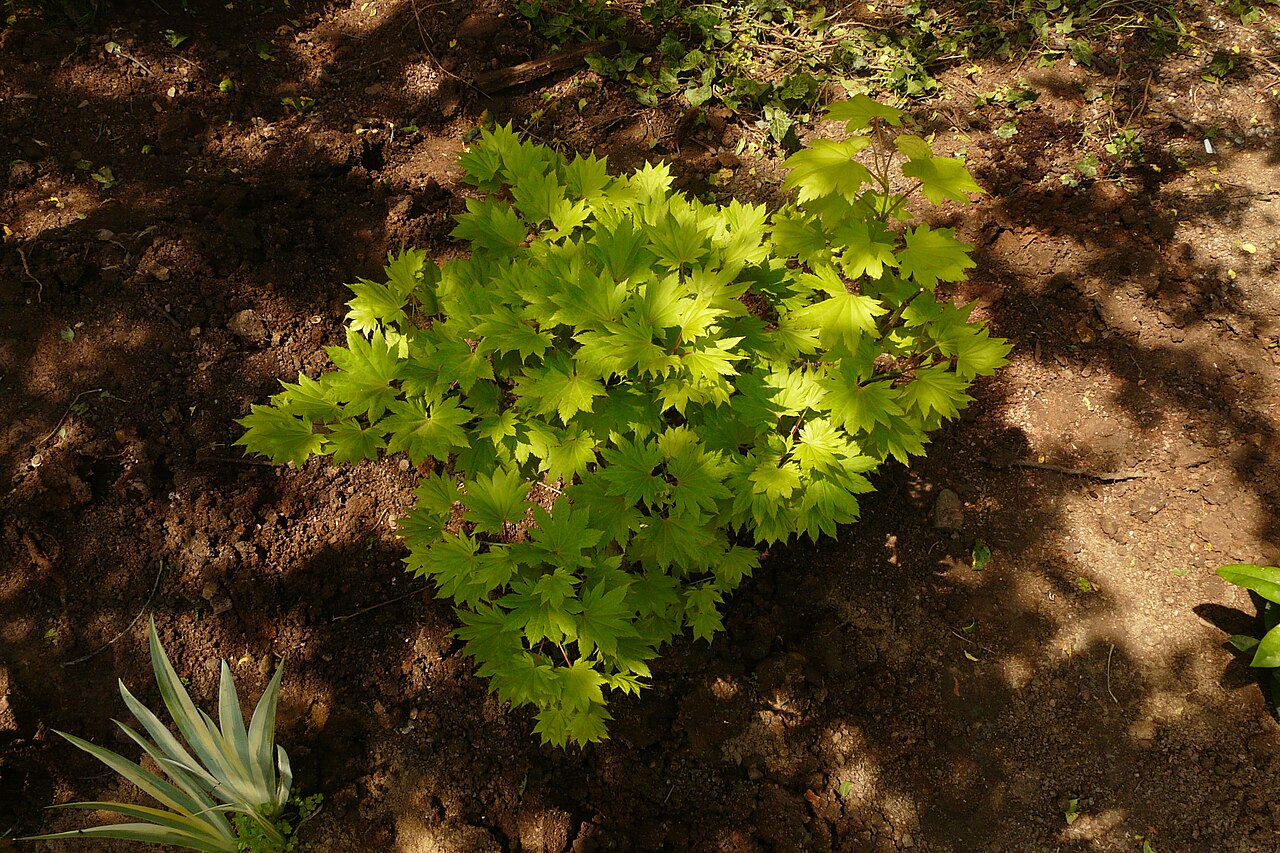 Acer shirasawanum, Shirasawa maple — upright deciduous (Sapindaceae) (image 6 of 10)
