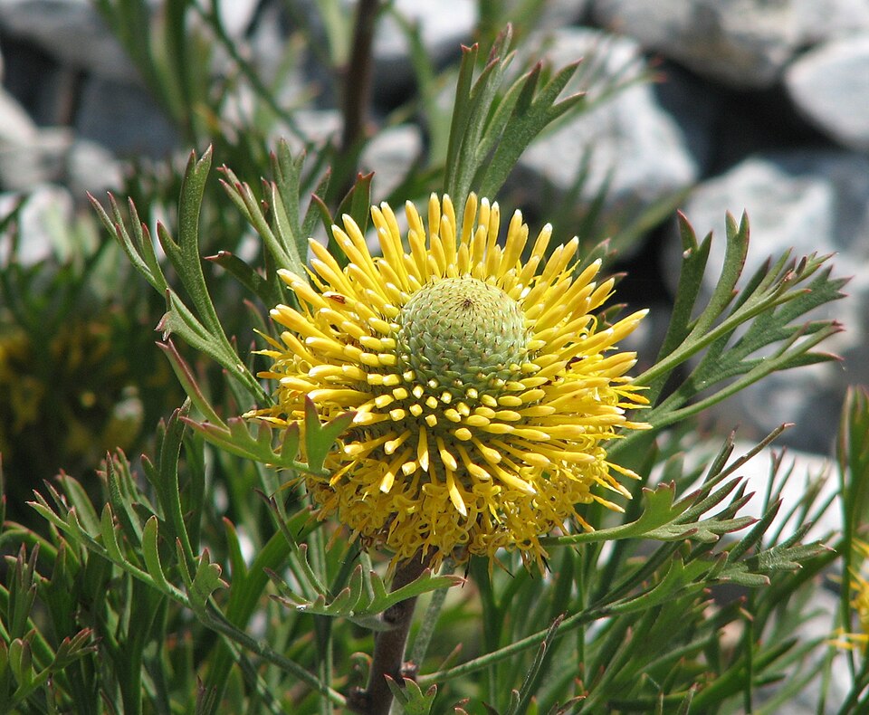 Isopogon anemonifolius (Broad-leaved Drumsticks)