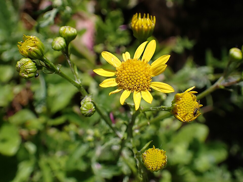 Jacobaea aquatica (Marsh Ragwort)