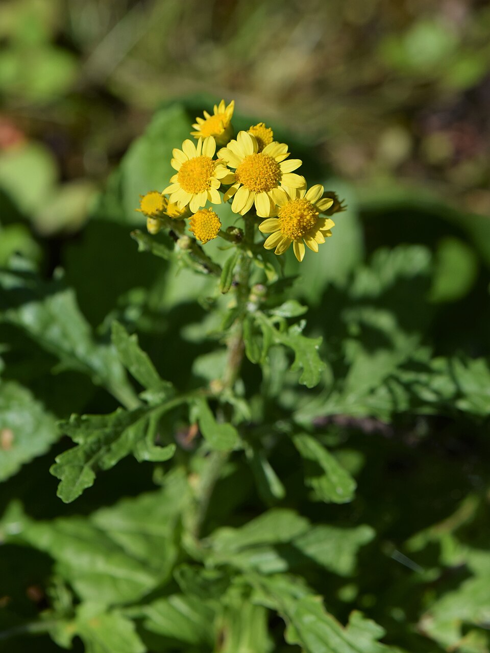 Jacobaea aquatica (Marsh Ragwort)