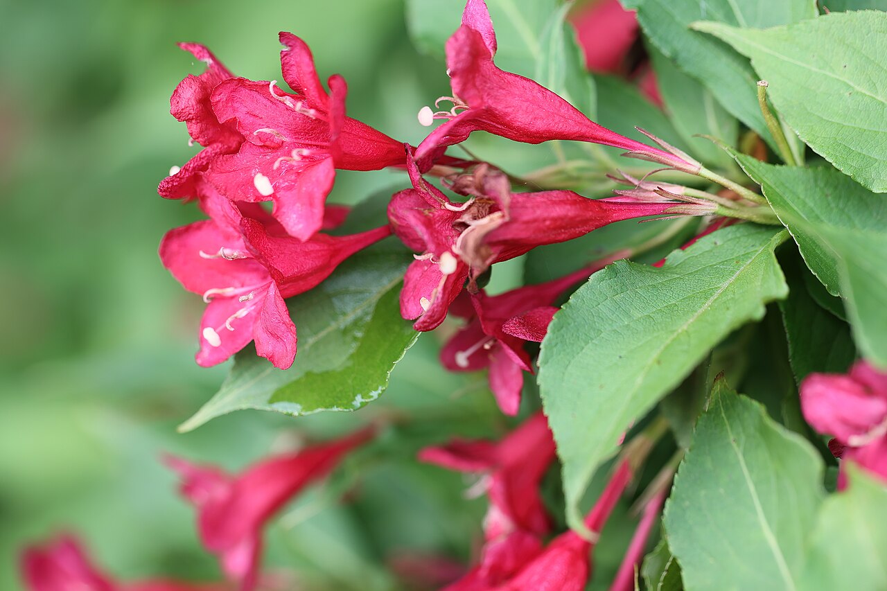 Weigela 'Bristol Ruby', Weigela Bristol Ruby — upright deciduous (Caprifoliaceae) (image 6 of 9)