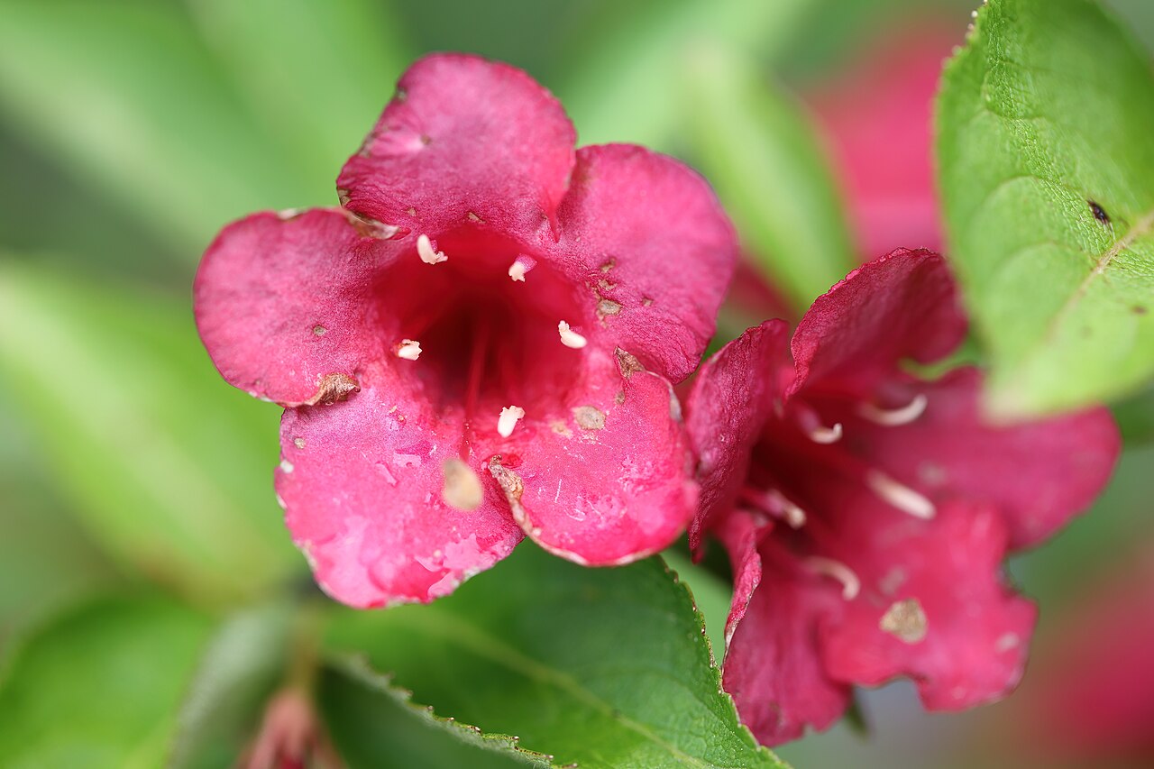 Weigela 'Bristol Ruby', Weigela Bristol Ruby — upright deciduous (Caprifoliaceae) (image 7 of 9)