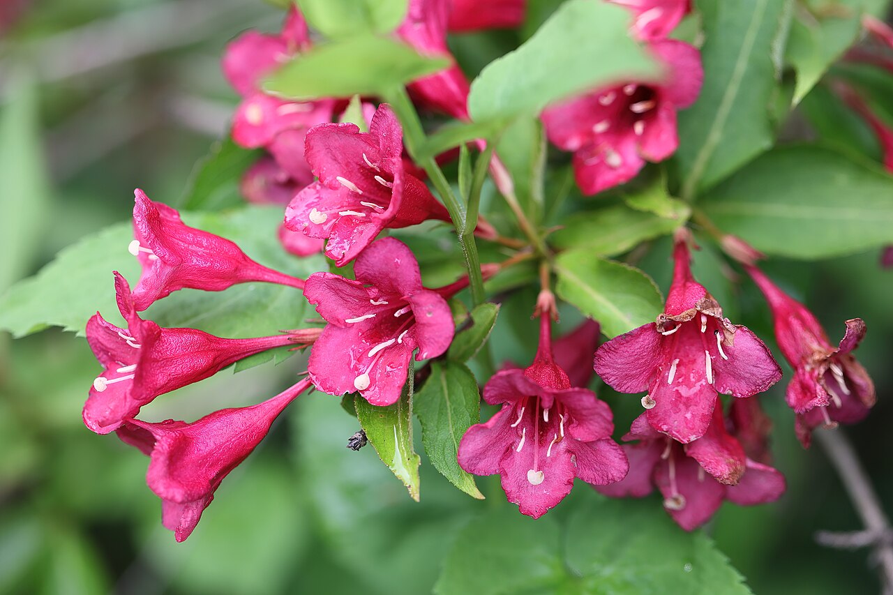 Weigela 'Bristol Ruby', Weigela Bristol Ruby — upright deciduous (Caprifoliaceae) (image 8 of 9)