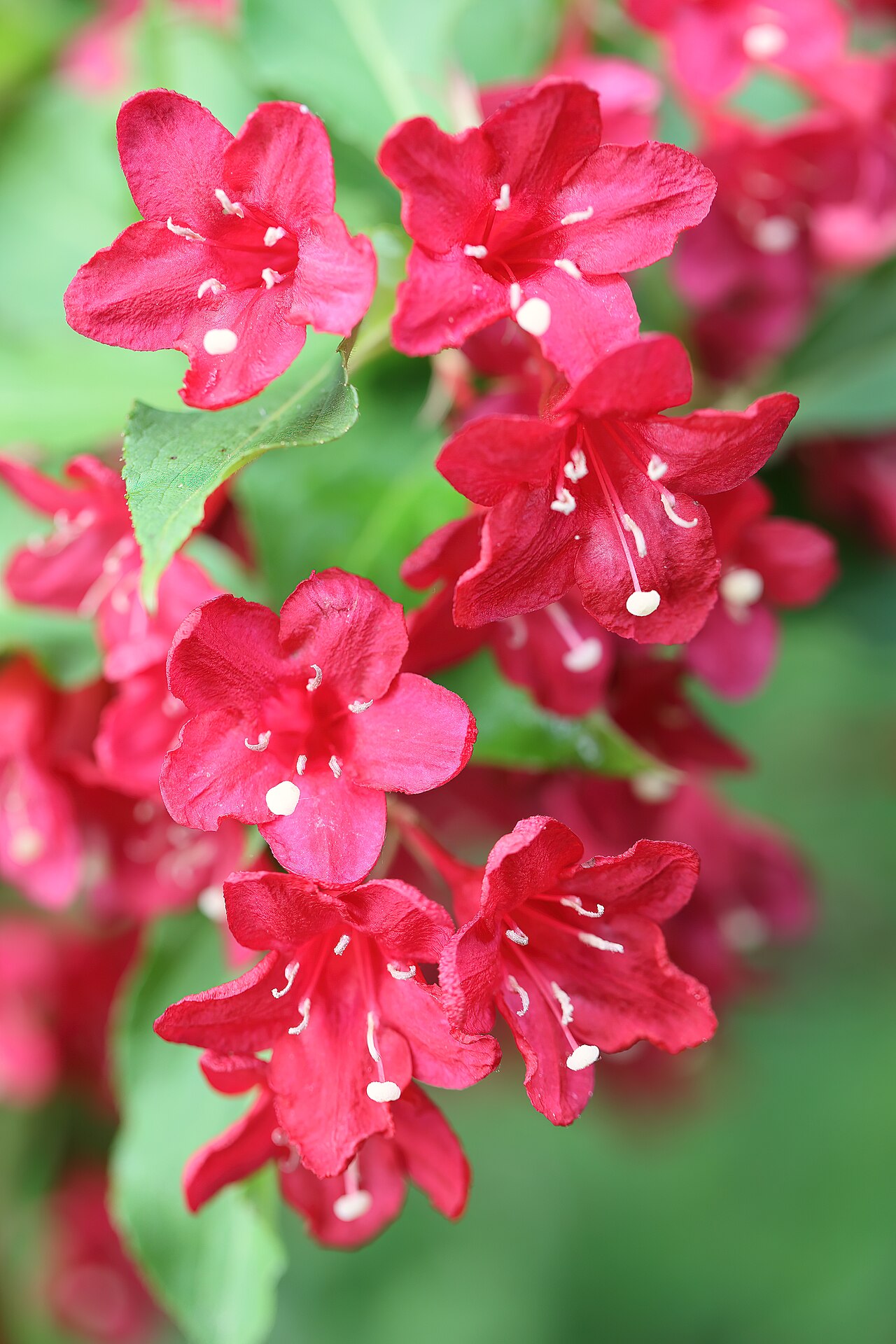 Weigela 'Bristol Ruby', Weigela Bristol Ruby — upright deciduous (Caprifoliaceae) (image 9 of 9)