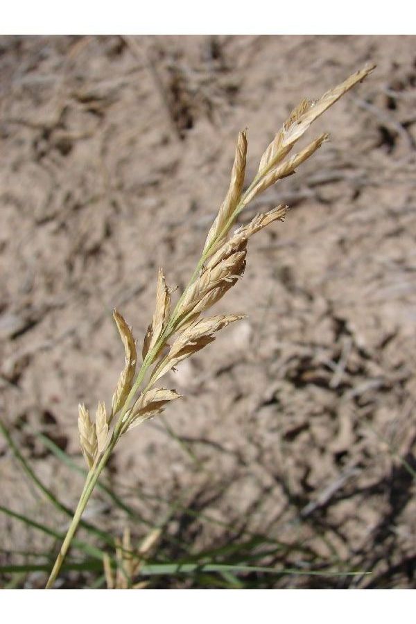 Distichlis spicata (Saltgrass) (alternate view 7)