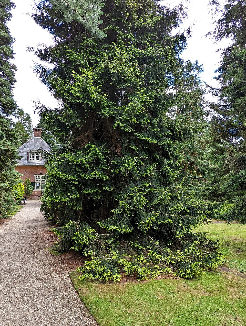 Picea orientalis 'Aureospicata' (Golden Oriental Spruce) (alternate view 3)