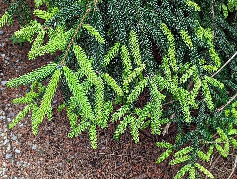 Picea orientalis 'Aureospicata' (Golden Oriental Spruce) (alternate view 4)
