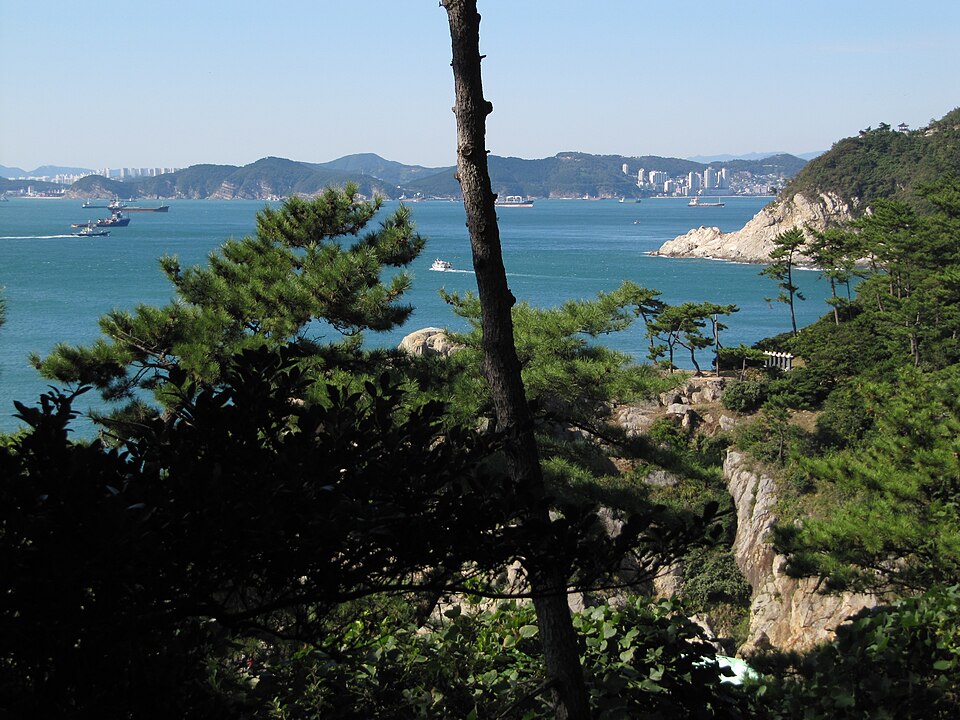 Pinus thunbergii (Japanese Black Pine) (alternate view 10)