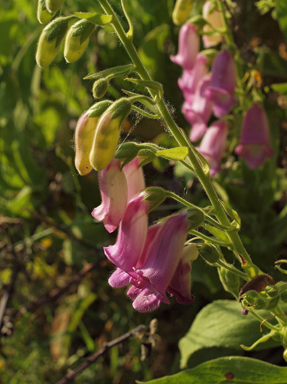 Digitalis thapsi (Spanish Foxglove) (alternate view 6)