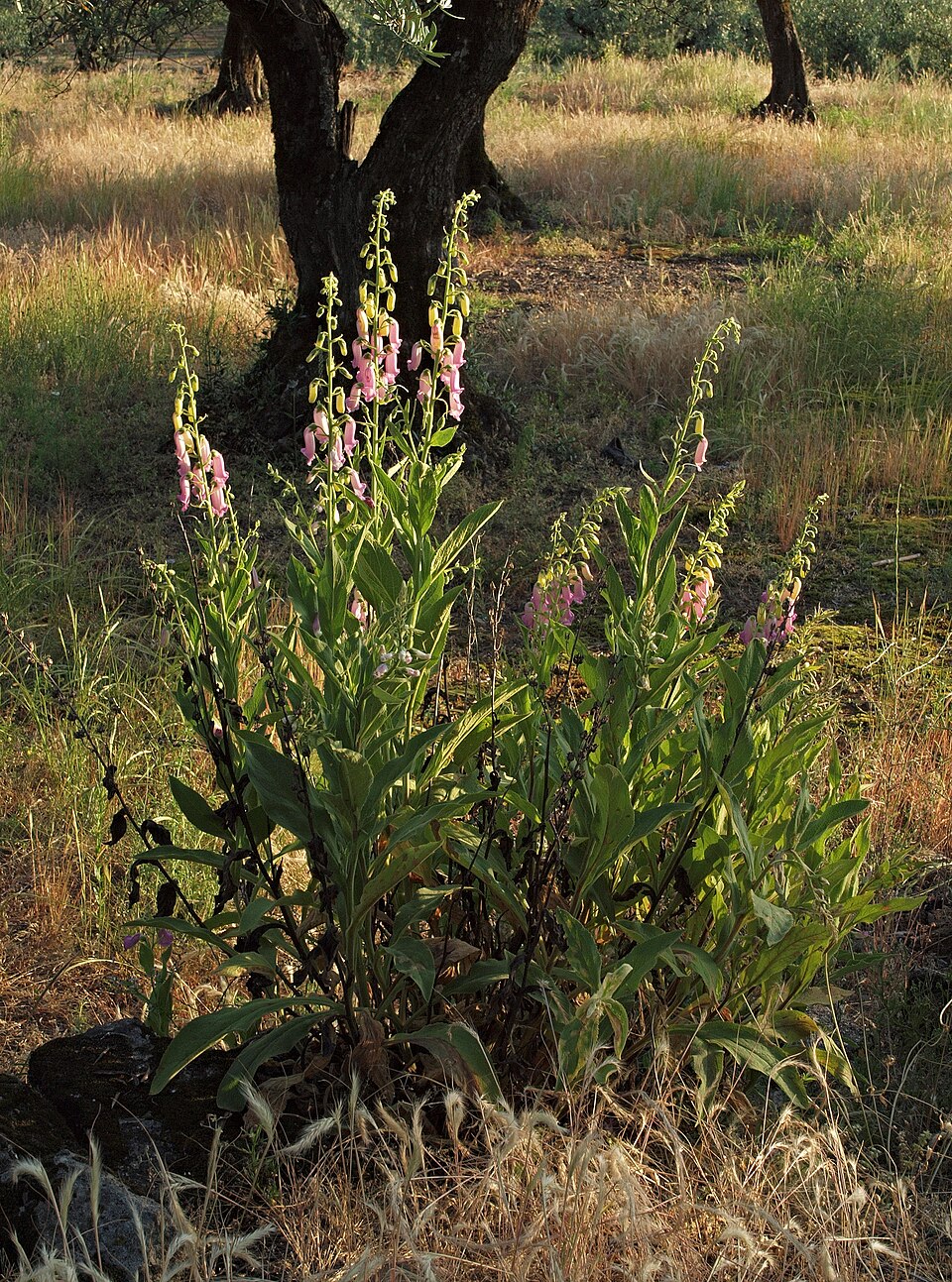 Digitalis thapsi (Spanish Foxglove) (alternate view 7)