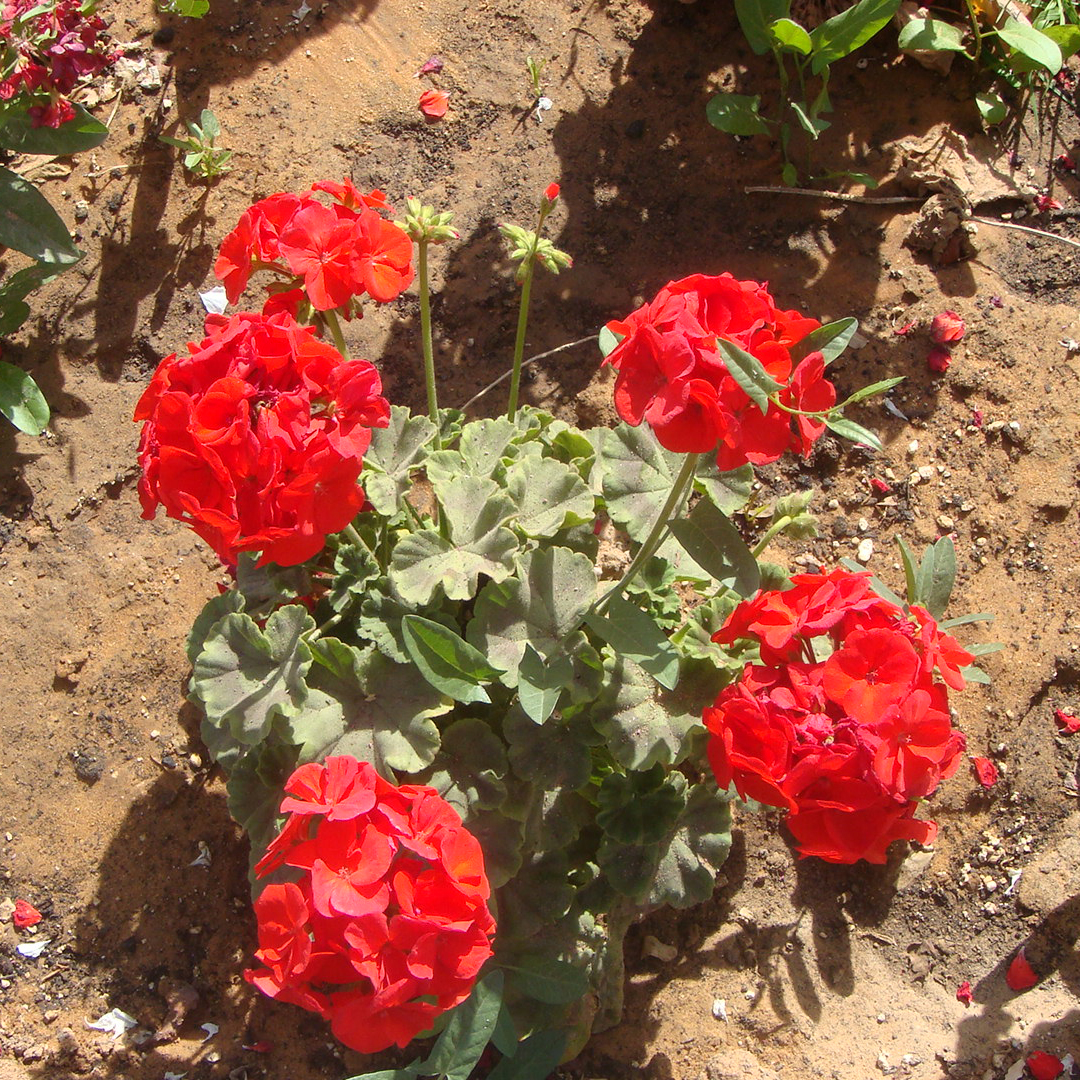 Pelargonium hortorum, Zonal geranium — mounding semi-evergreen (Geraniaceae) (image 3 of 6)