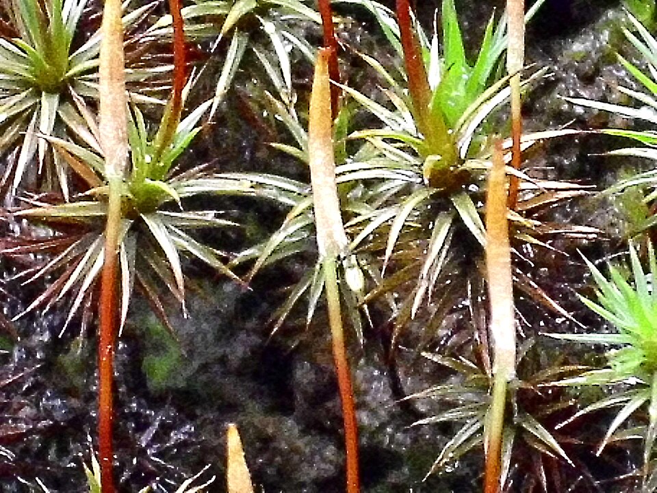 Polytrichum juniperinum (juniper haircap moss)
