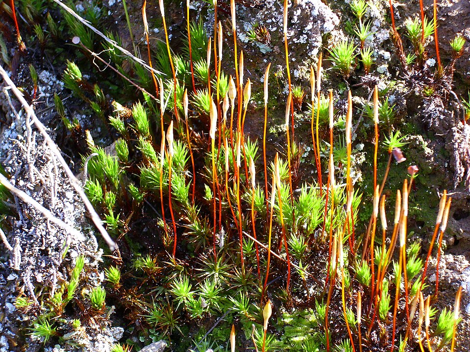 Polytrichum piliferum (bristly haircap moss)