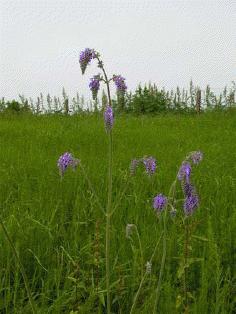 Salvia nutans (alternate view 7)