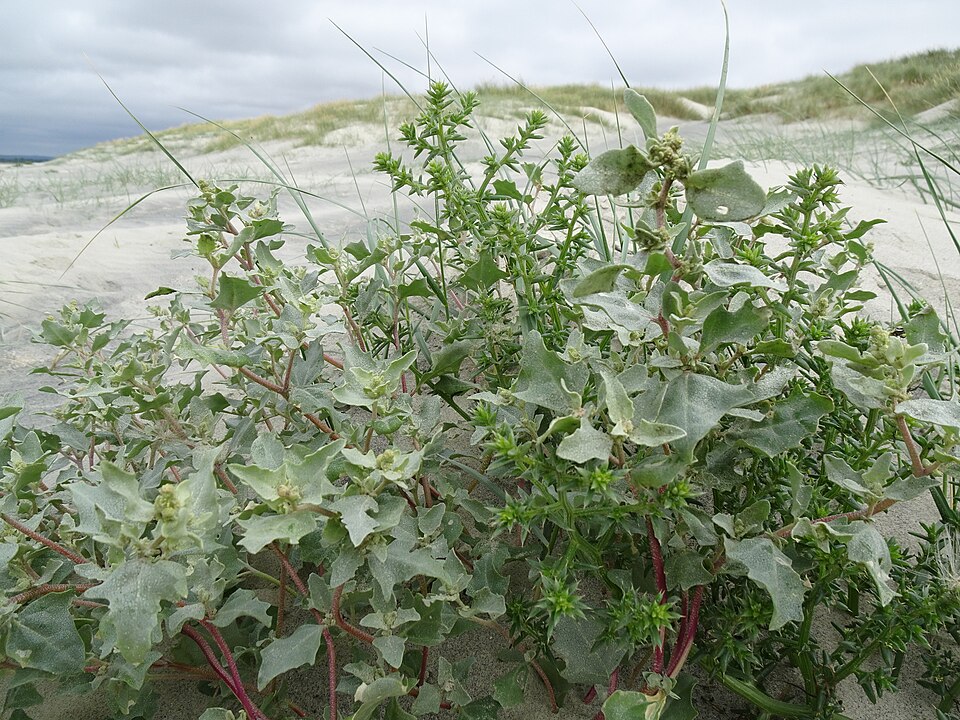 Atriplex laciniata (Frosted Orache)