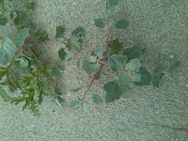 Atriplex laciniata (Frosted Orache)