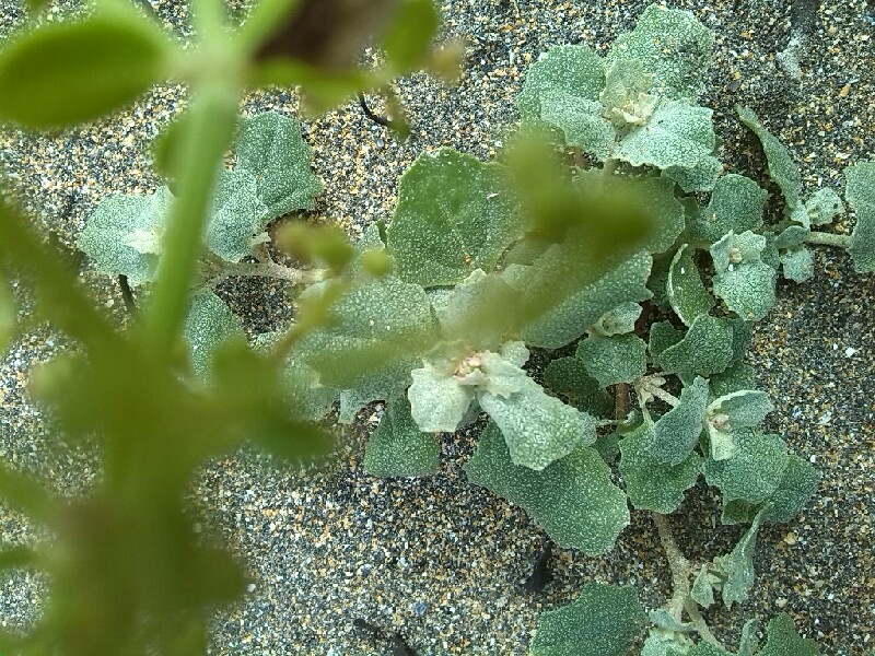Atriplex laciniata (Frosted Orache)