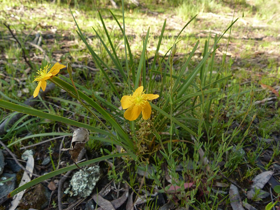 Hypericum gramineum (Small St John's Wort)