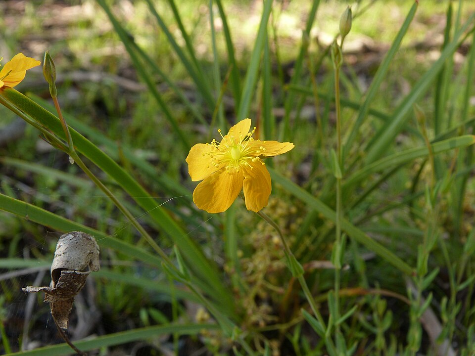 Hypericum gramineum (Small St John's Wort) (alternate view 2)