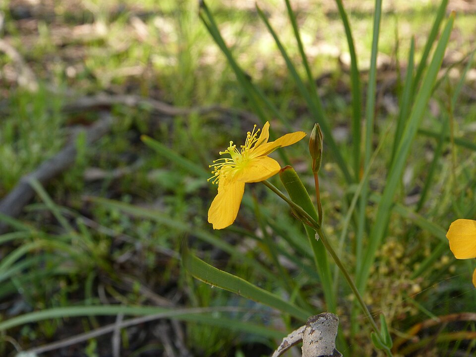 Hypericum gramineum (Small St John's Wort) (alternate view 3)