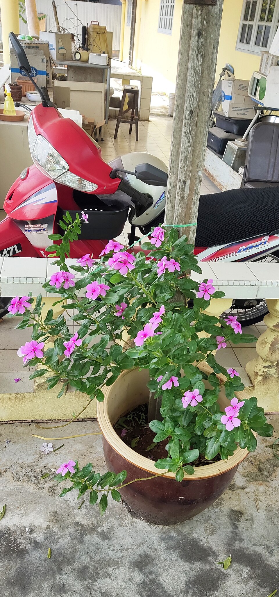 Catharanthus roseus (Vinca / Periwinkle) (alternate view 9)