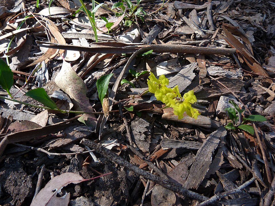 Goodenia hederacea (Ivy Goodenia) (alternate view 7)