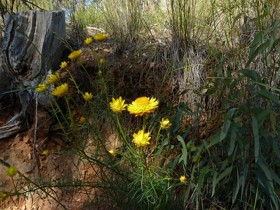 Xerochrysum viscosum (sticky everlasting) (alternate view 2)
