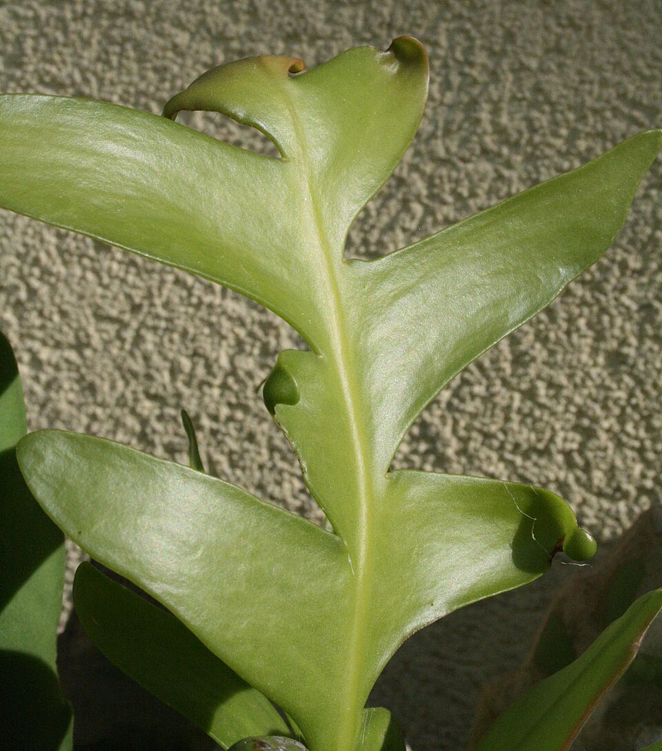 Epiphyllum chrysocardium (Fern Leaf Cactus) (alternate view 3)