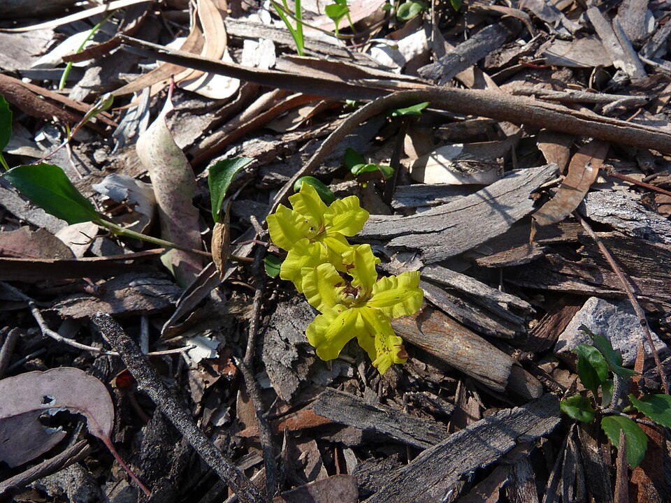 Goodenia hederacea (Ivy Goodenia) (alternate view 8)