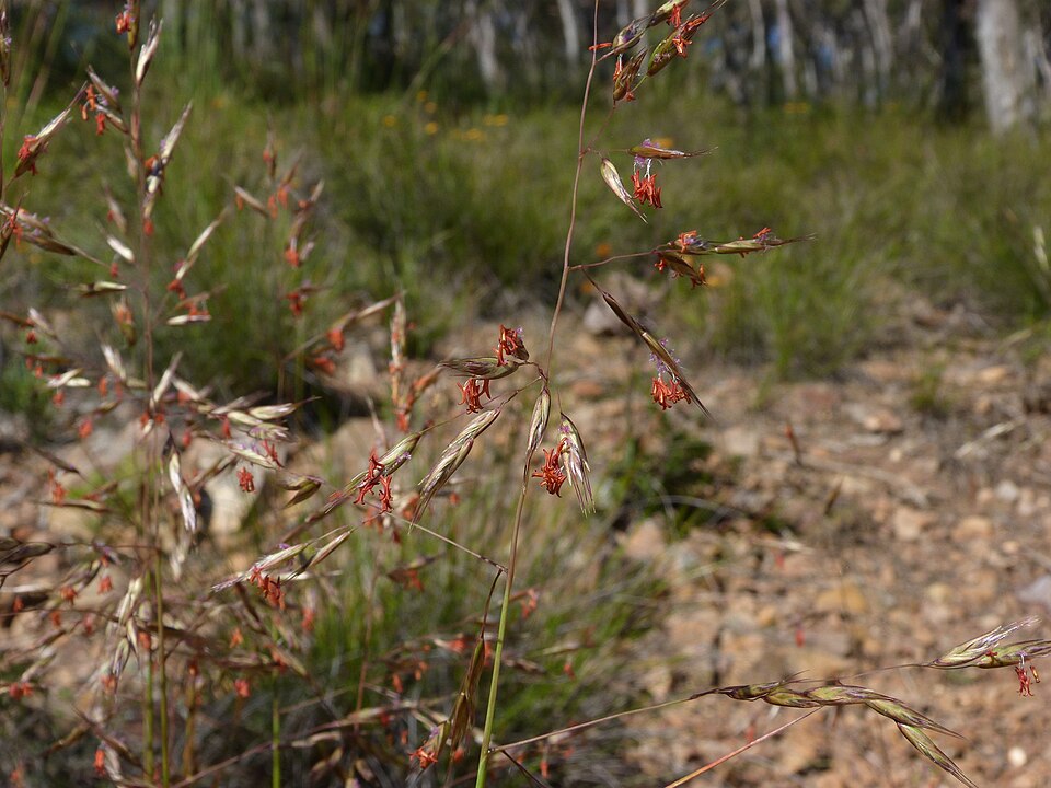 Rytidosperma pallidum (red-anther wallaby grass) (alternate view 6)