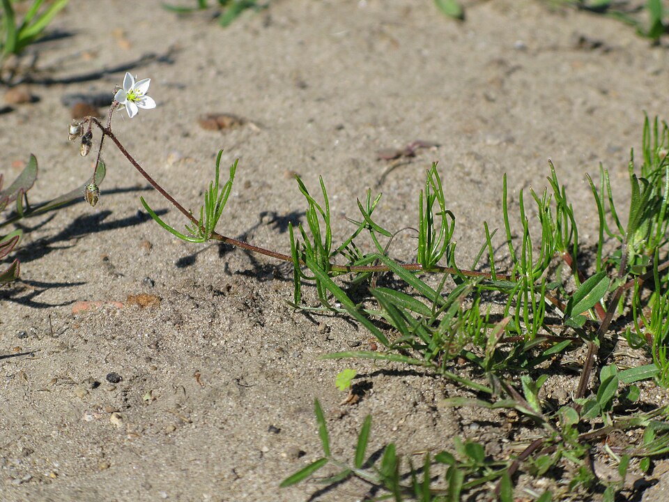 Spergula arvensis (Corn spurrey)