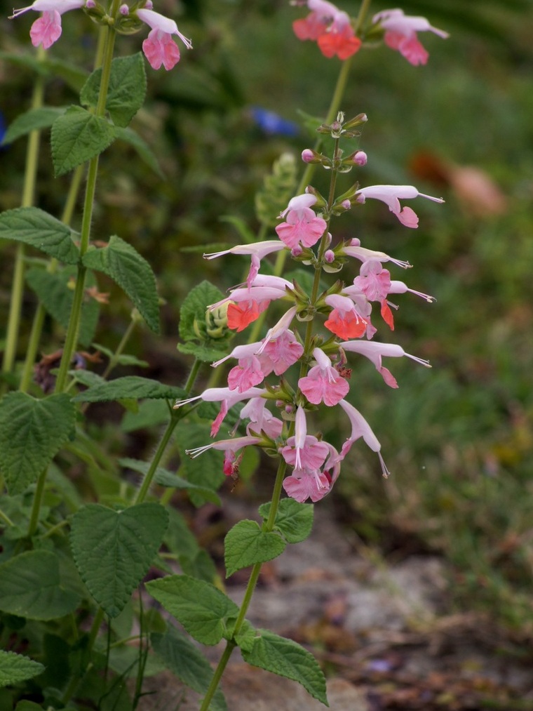 Salvia coccinea (Tropical sage) (alternate view 2)
