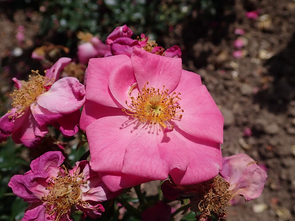 Rosa 'Bienenweide Rosa' (alternate view 5)