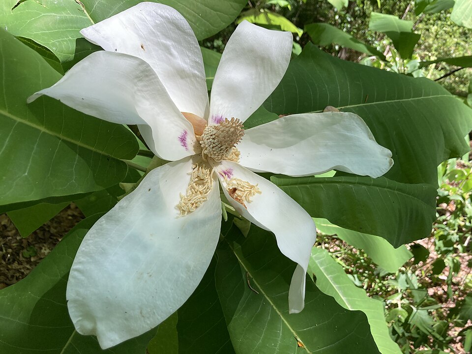 Magnolia (magnolias) (alternate view 7)