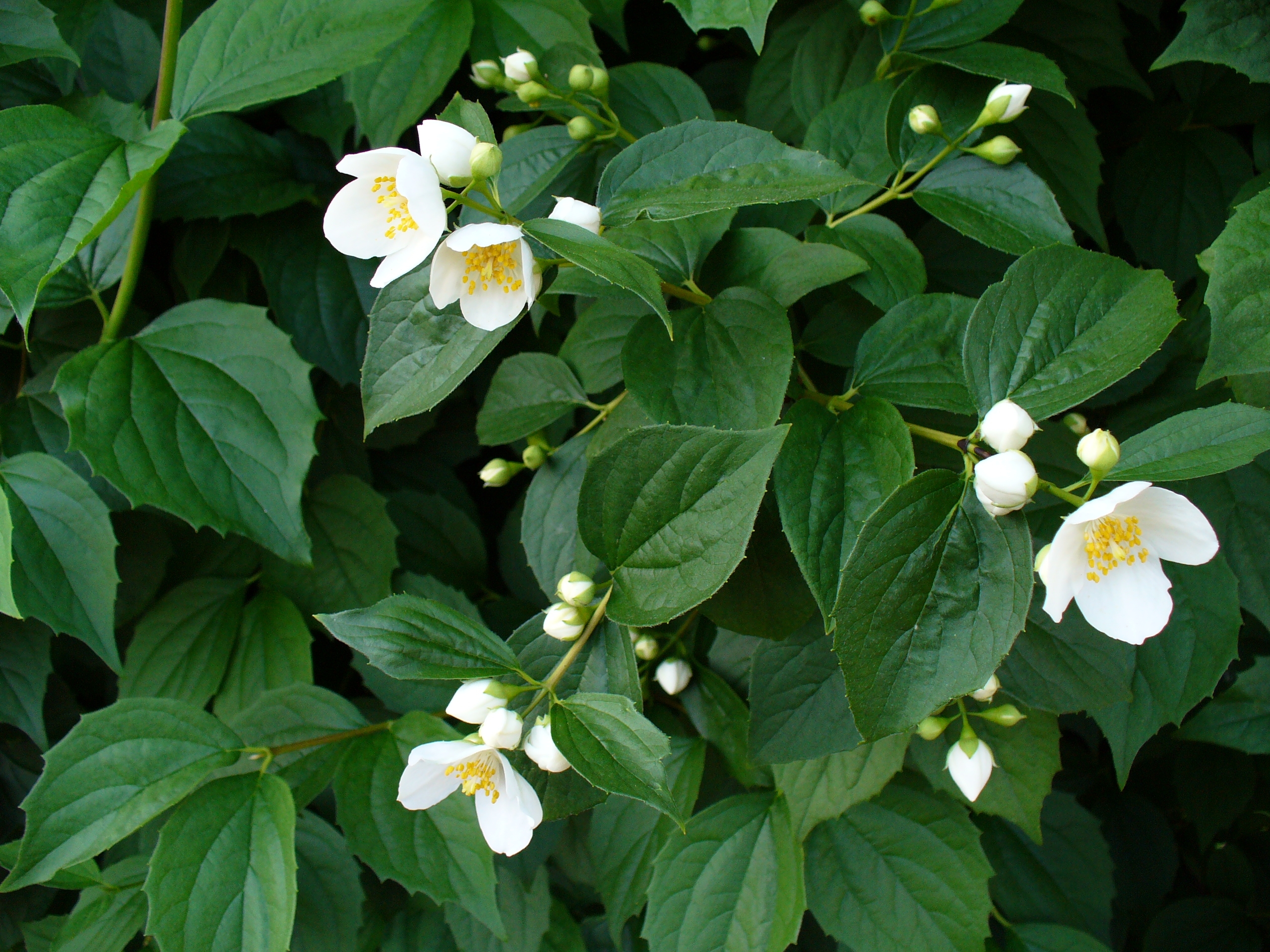 Philadelphus coronarius, Mock orange — upright deciduous (Hydrangeaceae) (image 2 of 9)