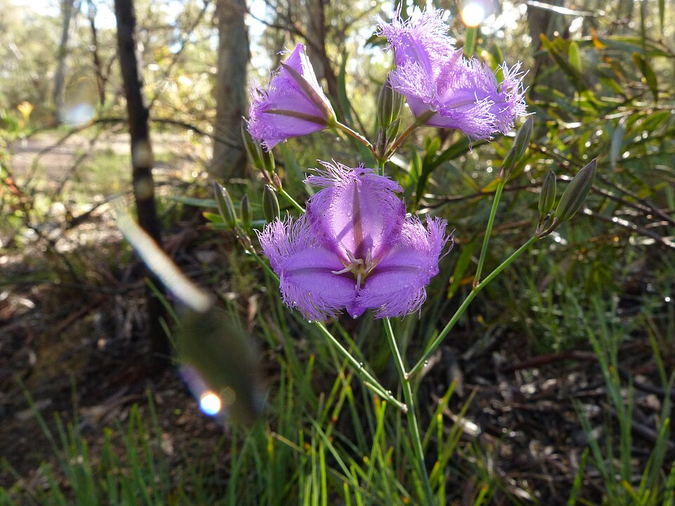 Thysanotus tuberosus (Common Fringe-lily)