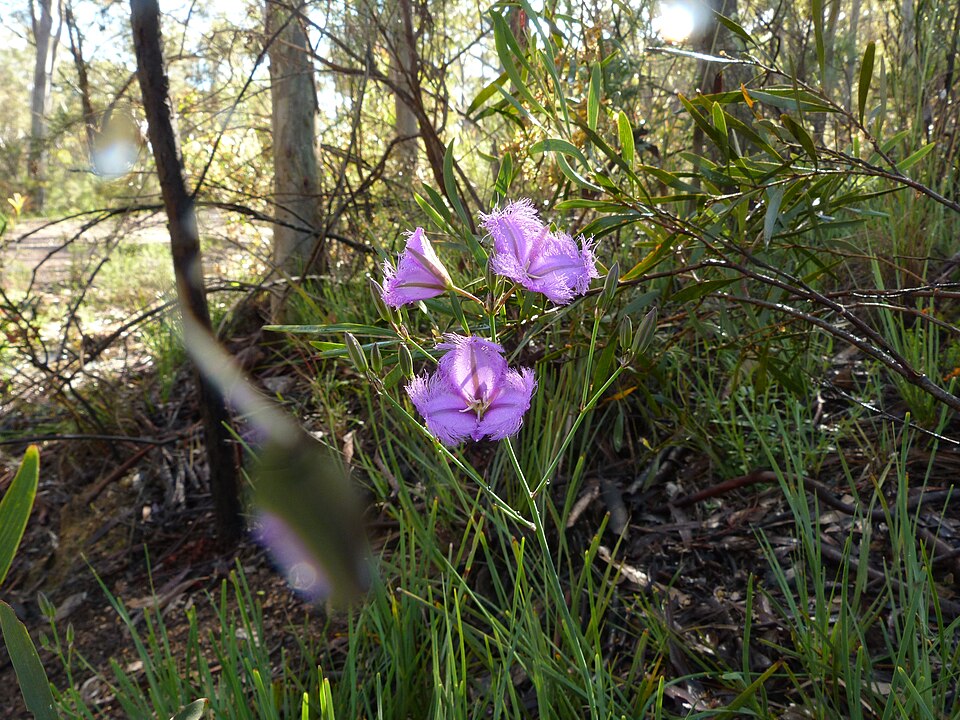 Thysanotus tuberosus (Common Fringe-lily) (alternate view 2)