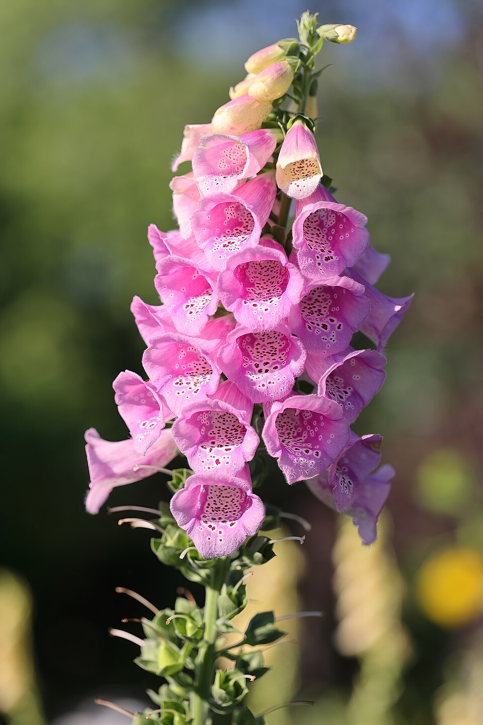 Digitalis purpurea 'Excelsior' (Excelsior Foxglove)