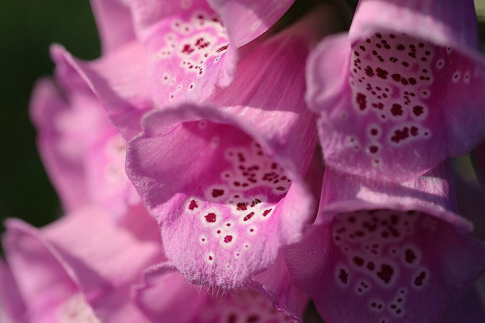 Digitalis purpurea 'Excelsior' (Excelsior Foxglove) (alternate view 2)