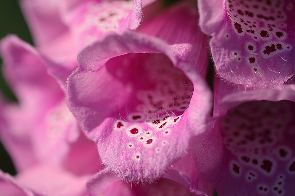Digitalis purpurea 'Excelsior' (Excelsior Foxglove) (alternate view 3)