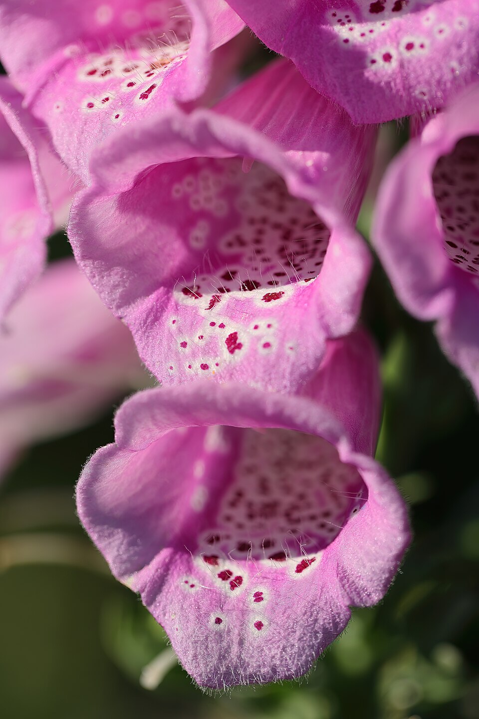 Digitalis purpurea 'Excelsior' (Excelsior Foxglove) (alternate view 4)
